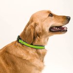 Pet Collar Muttley BLUE
