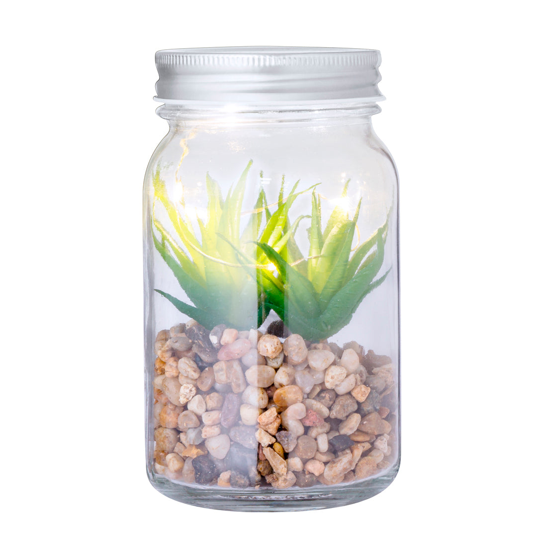 Planta Decorativa Kyala